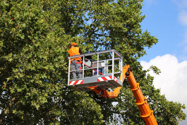 Professional Tree Services in Palmetto Estates, FL